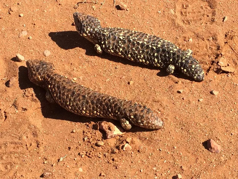 Shingleback lizards