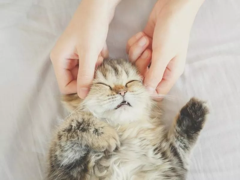 Massage Petting