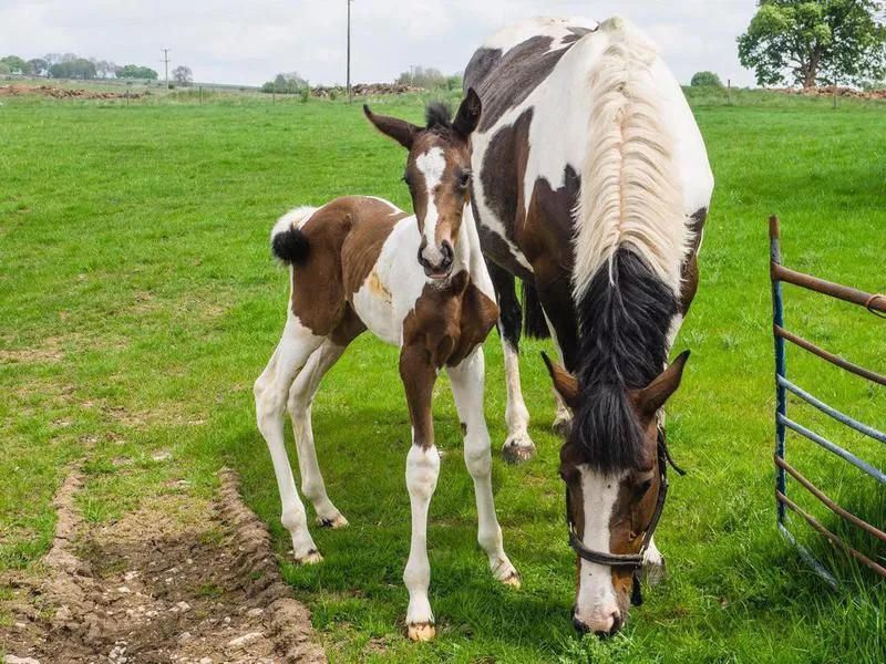 Mare and foal