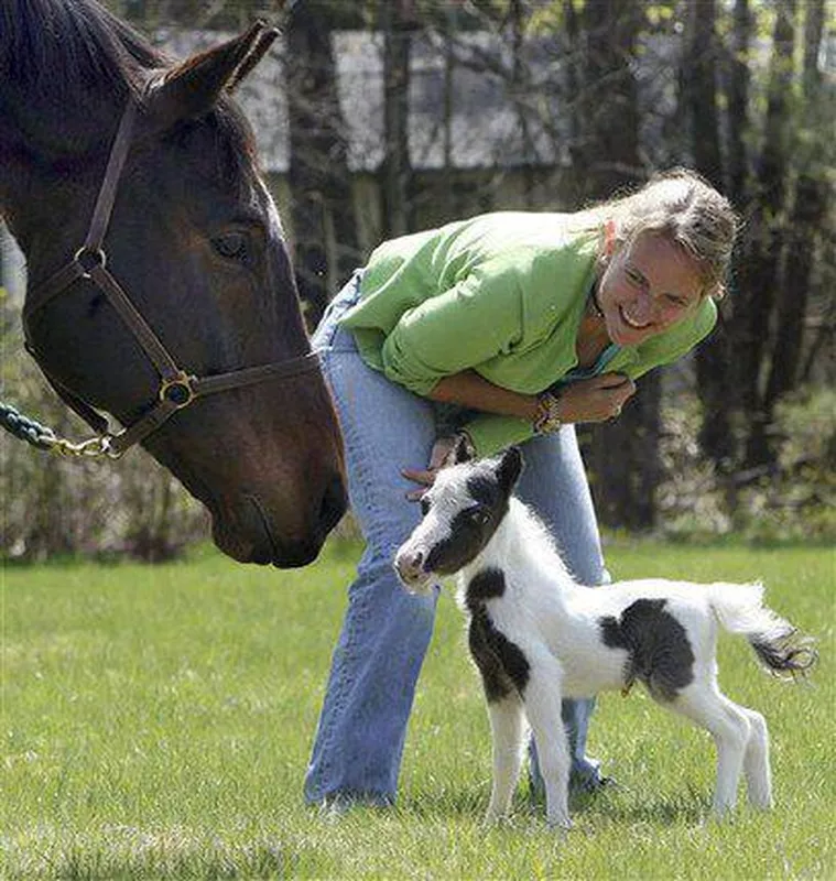 Einstein the horse next to a full-sized horse