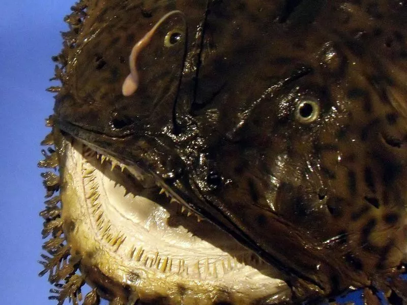 Black Monkfish