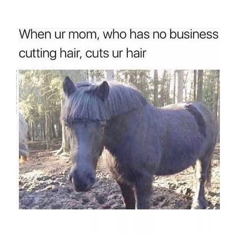 Horse with a bad haircut