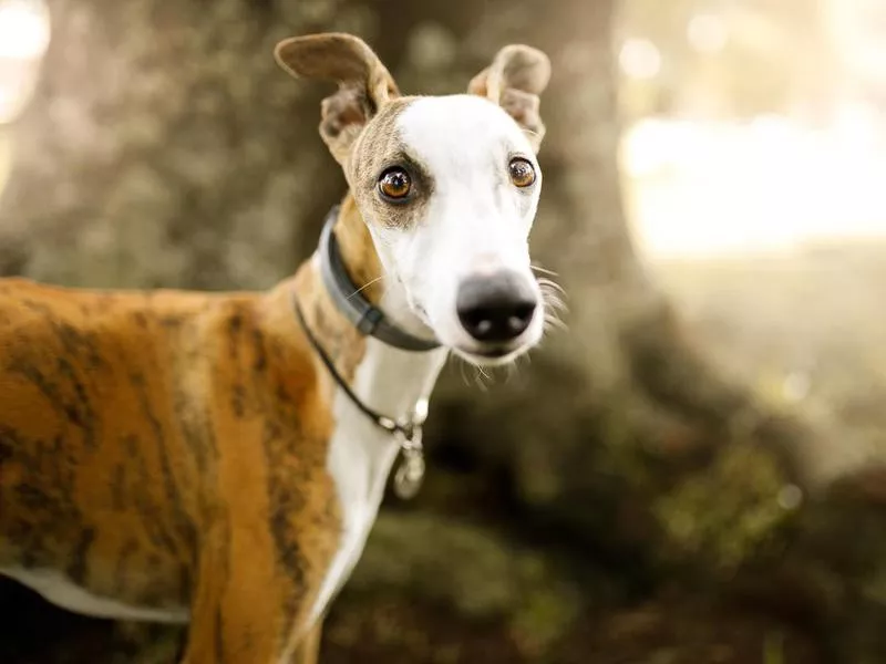 Cute whippet dog portrait