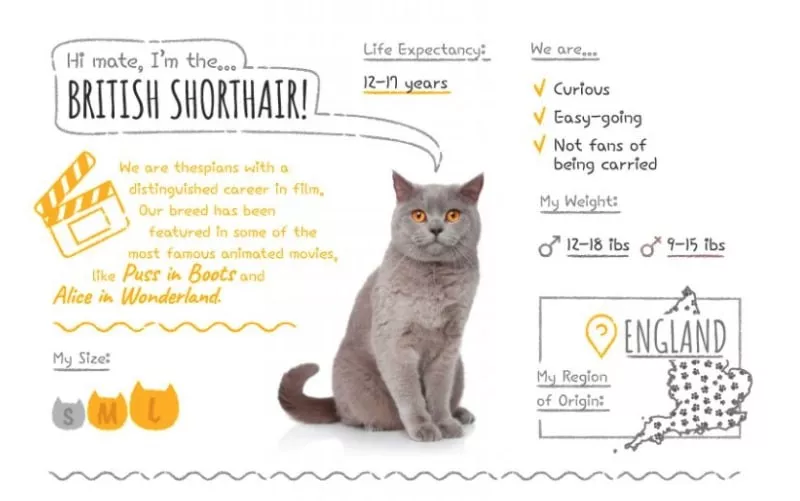 British Shorthair Summary