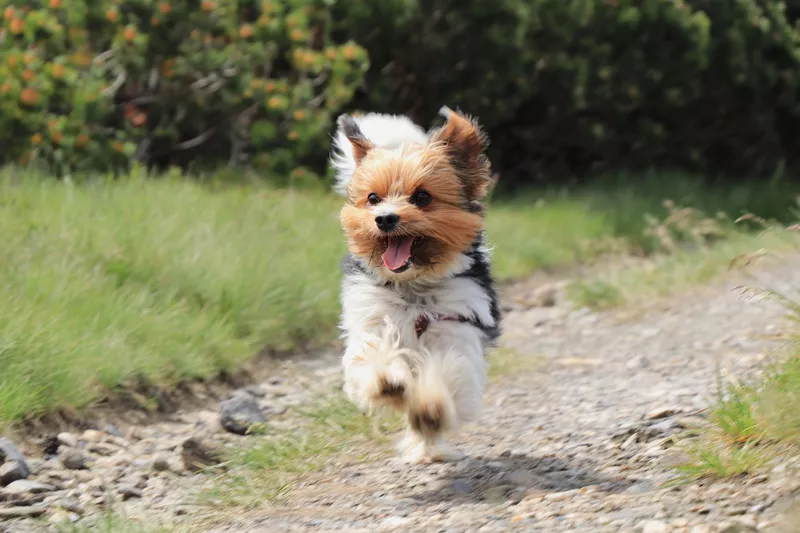 Wonderful Biewer terrier running with tongue out and smile on his face