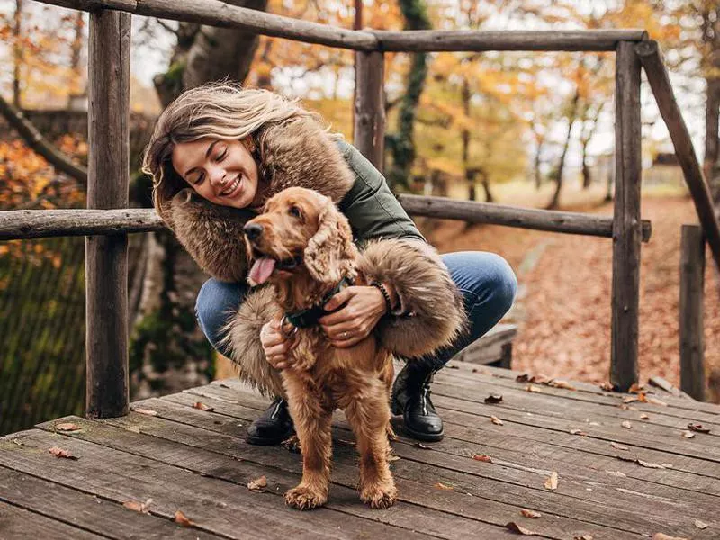 Cocker Spaniel