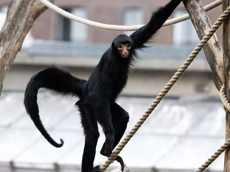 Monkey at the Artis Royal Zoo