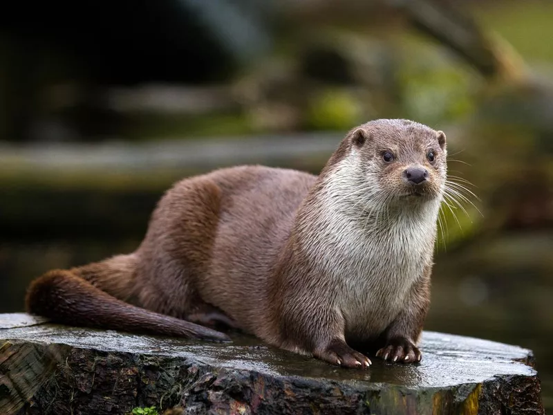 Otter