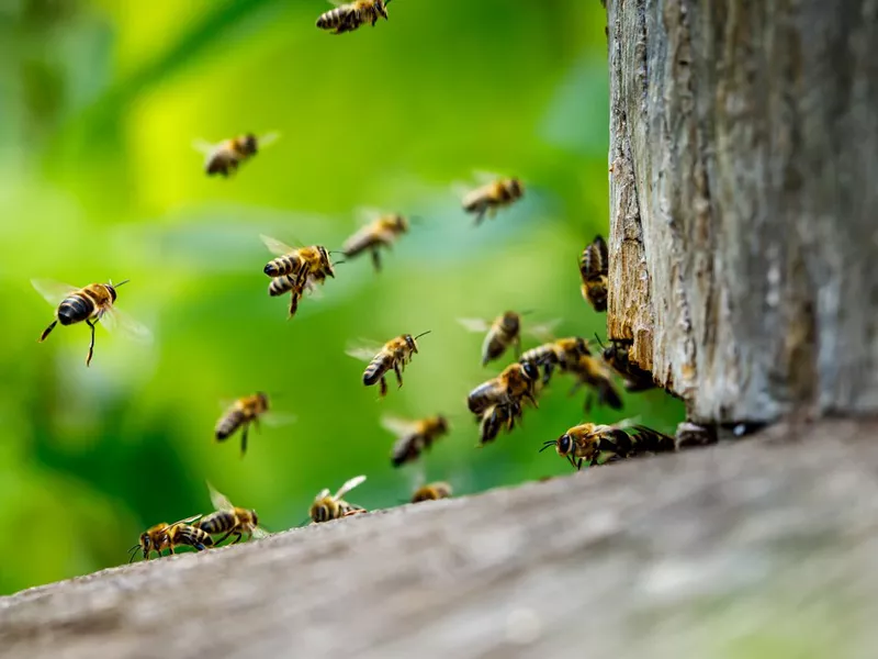 A swarm of honey bees