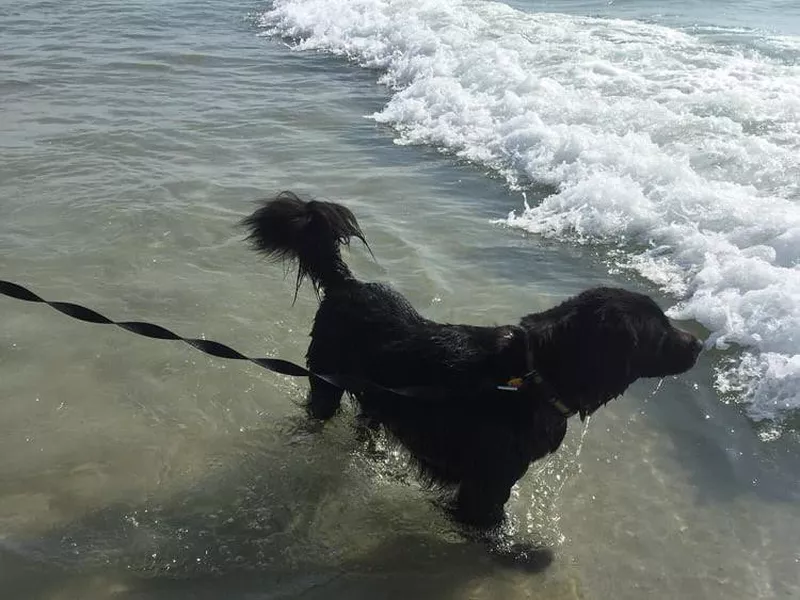 Dog playing in the water at dog friendly beach