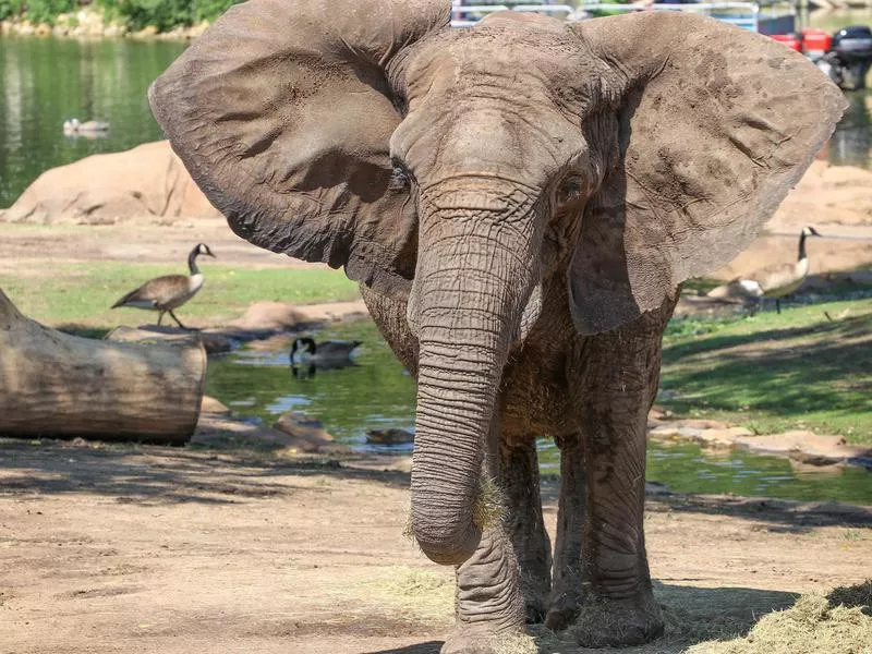 Elephant in zoo