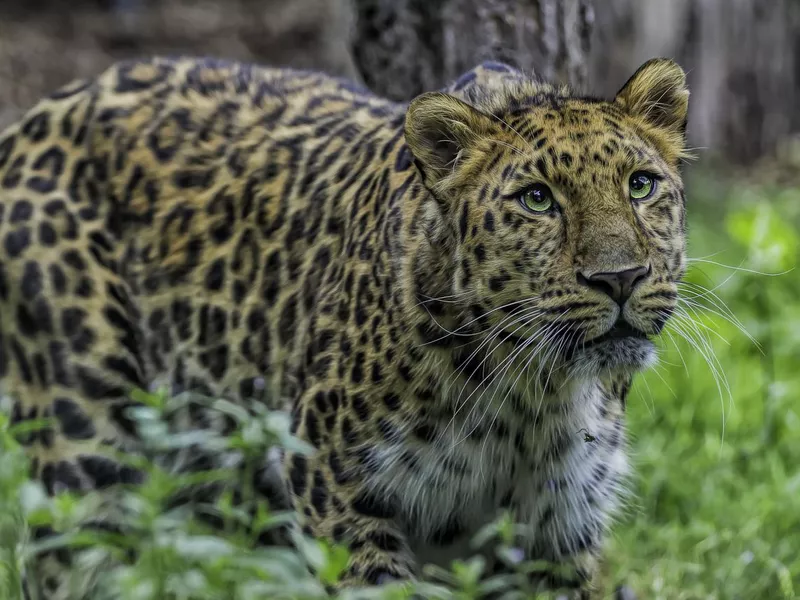 Amur Leopard