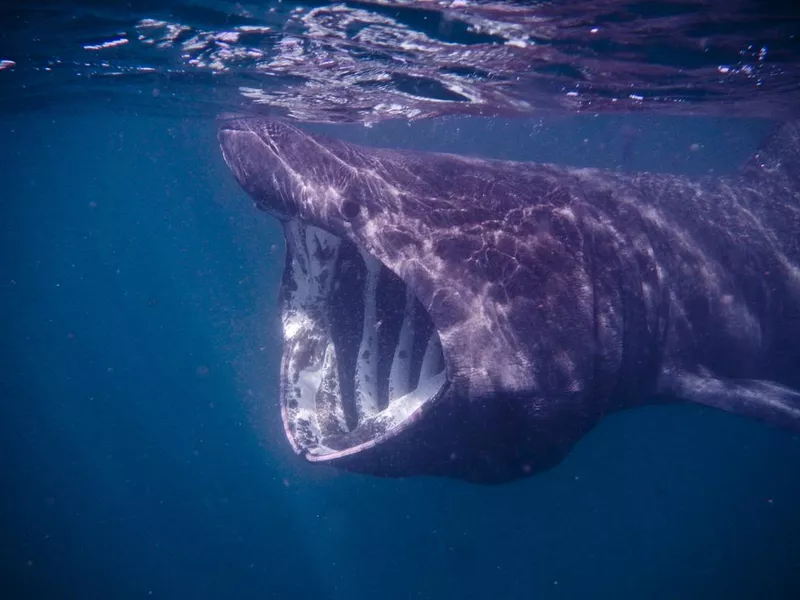 Basking Shark