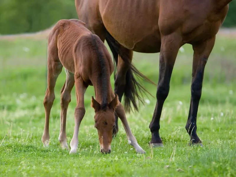 Foal by its mom