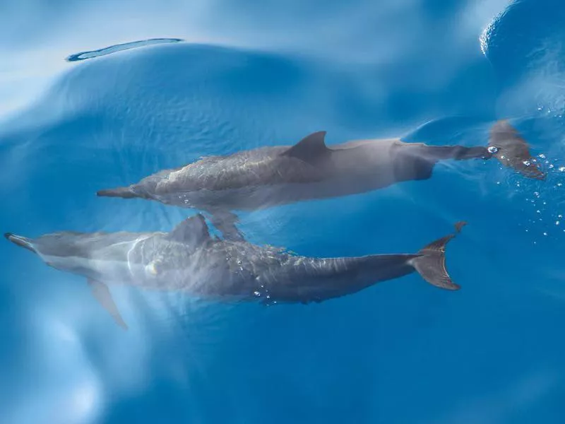 Dolphins in Hawaii