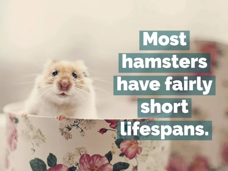 hamster