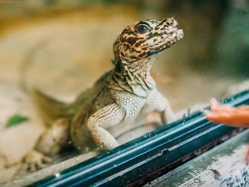 Lisbon Zoo