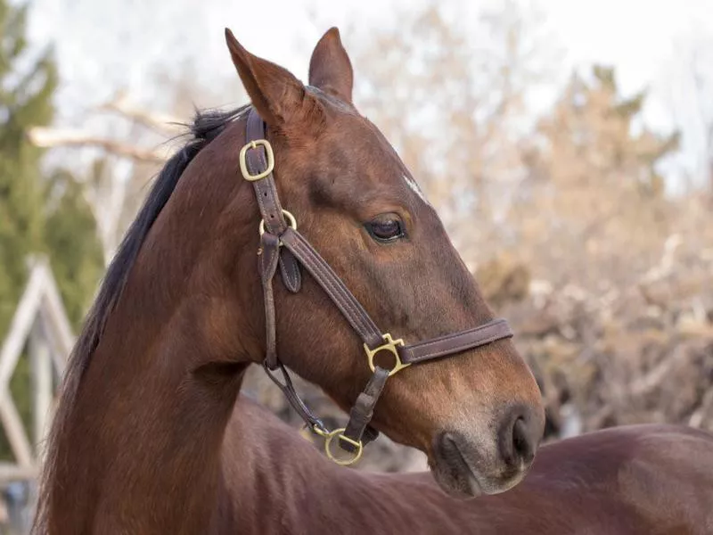 American Saddlebred