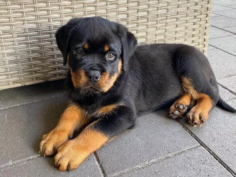 Rottweiler puppy