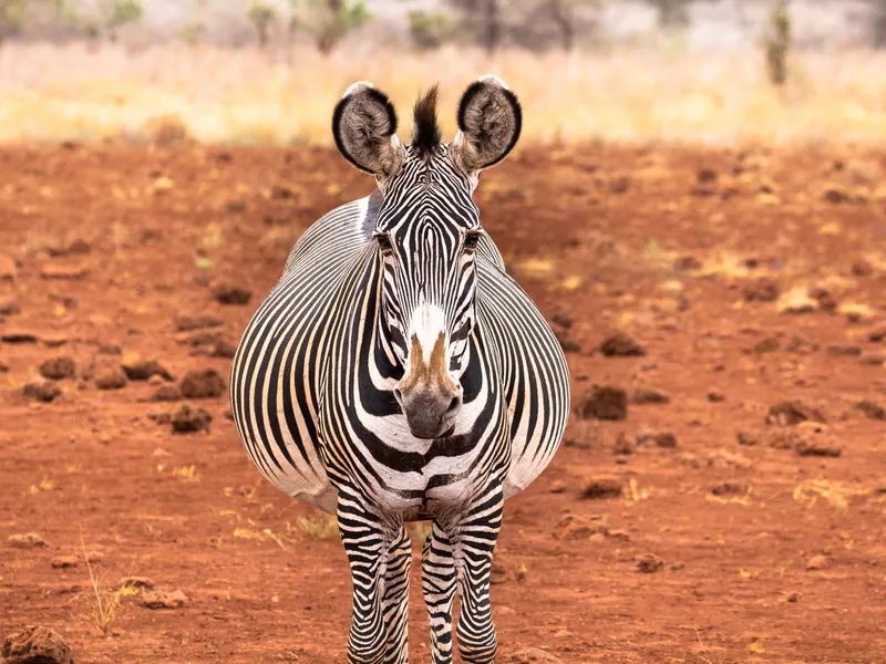 pregnant grevy's zebra