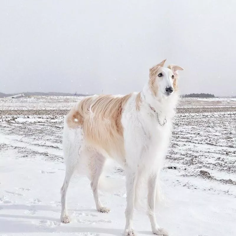 borzoi