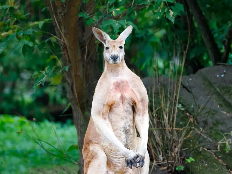 Kangaroo