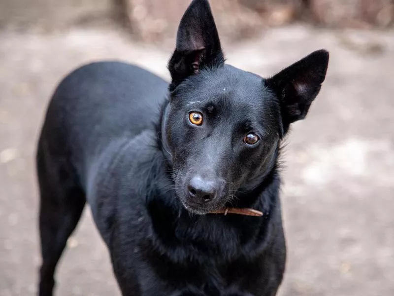 Black Norwegian Elkhound