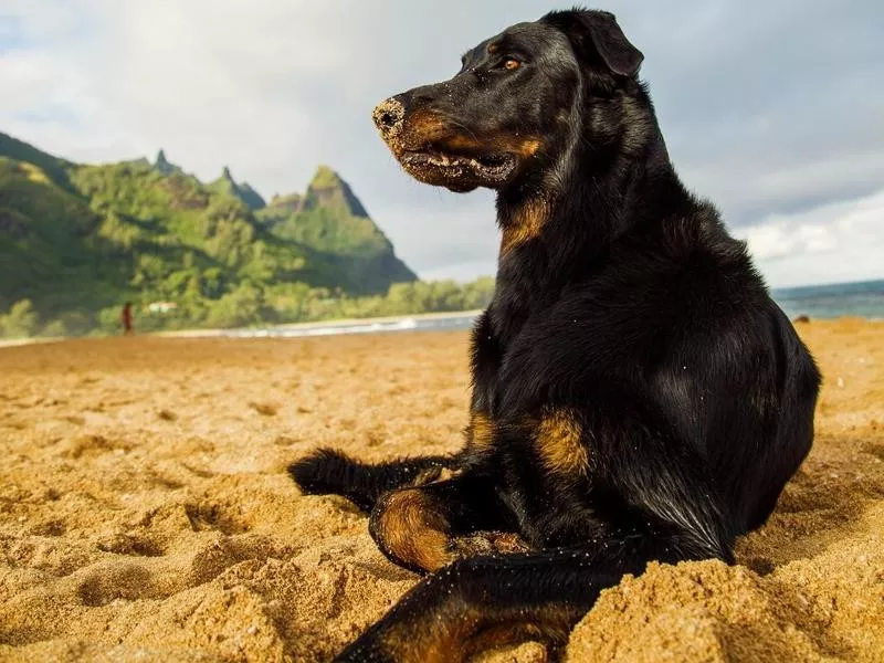 Beauceron