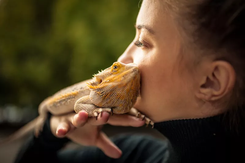 Low Maintenance Pet Bearded Dragon