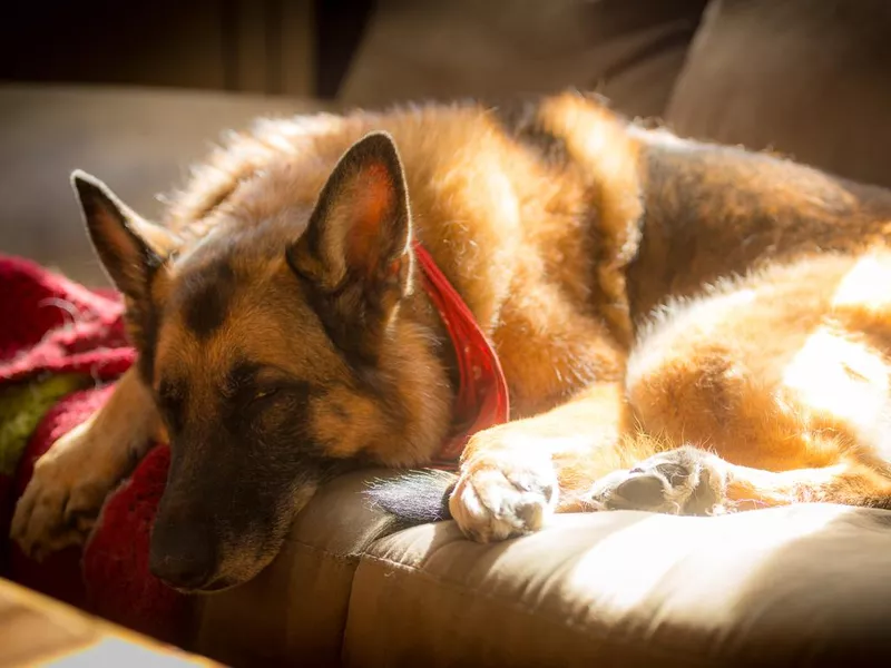 Sunlight on Resting German Shepherd