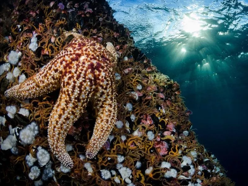 Giant Sea Star