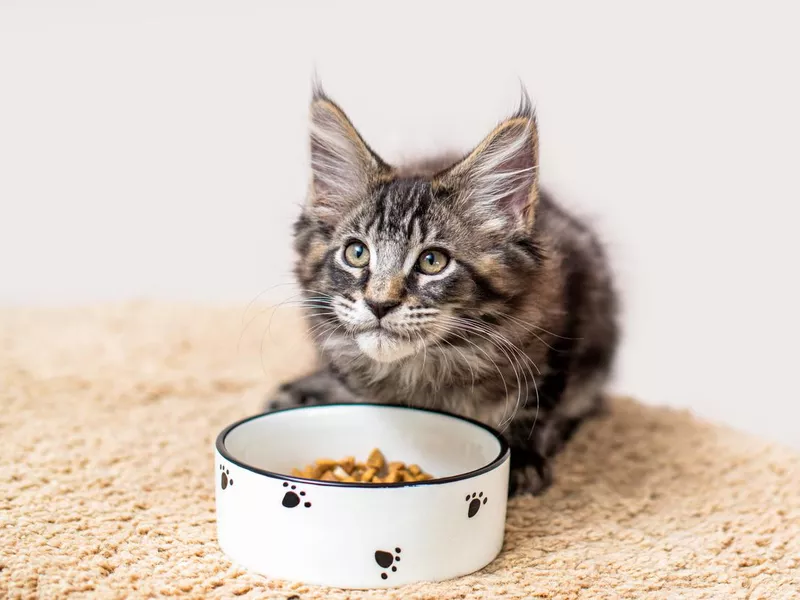 tabby gray Maine Coon kitten