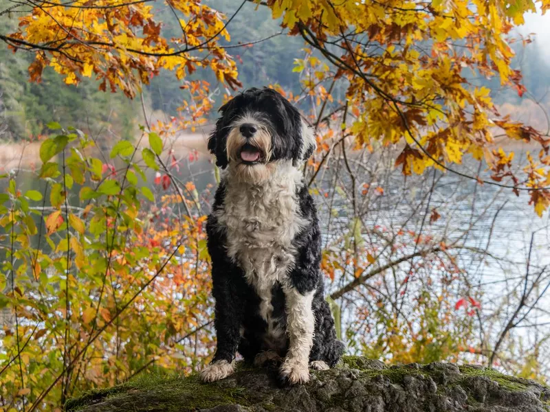 Portuguese Water Dog sitting on a rock by a lake in autumn