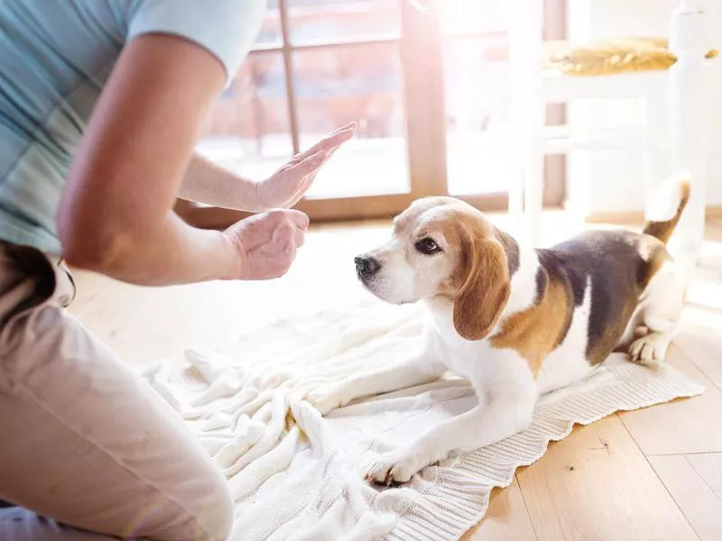 Dog learning to stay