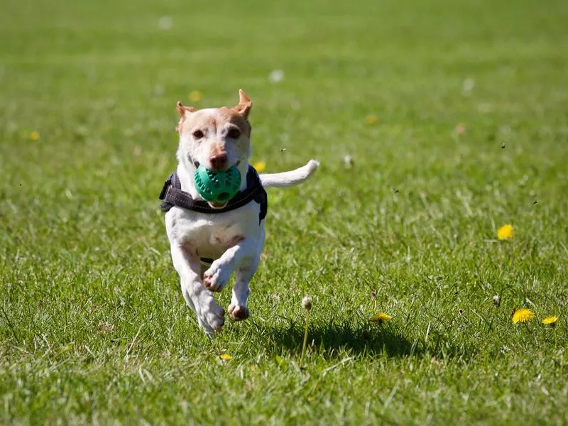 dog running