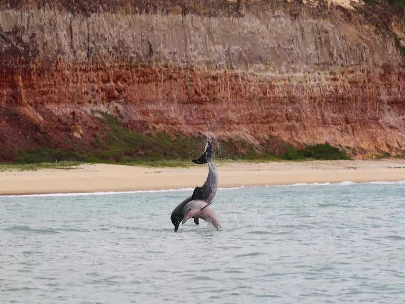 Dolphins in Pipa, Brazil