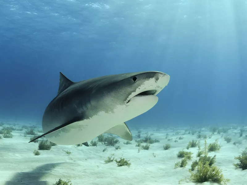 Tiger Shark