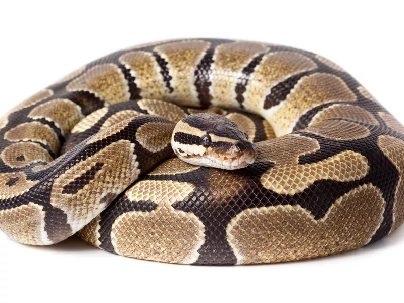 Ball Python