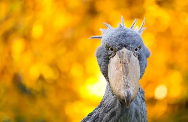 Shoebill staring