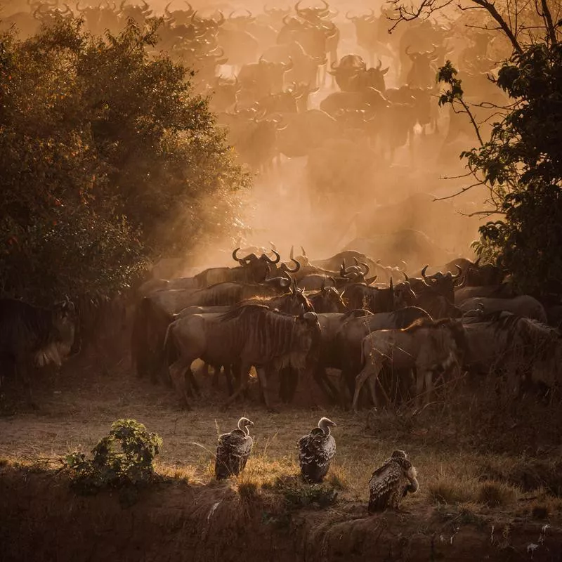 A Huddle at Dusk