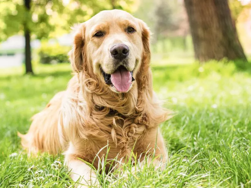 Golden Retriever