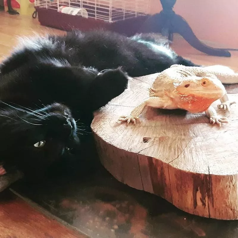 Lizard and black cat