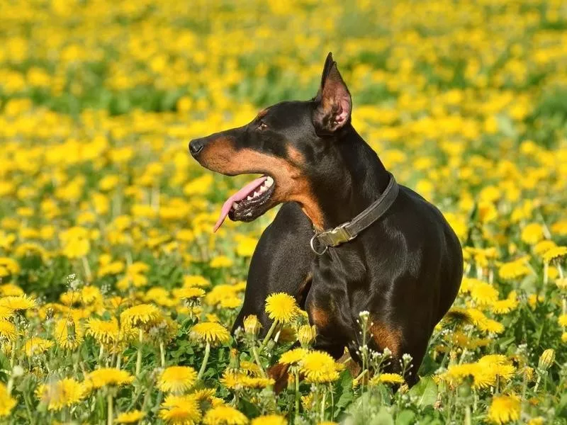 Doberman Pinscher