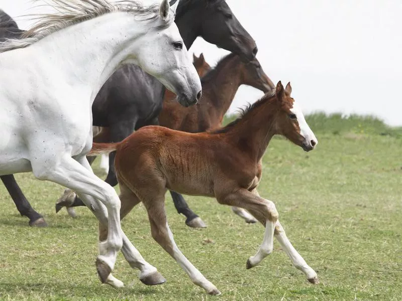 A group of galloping horses in an open field