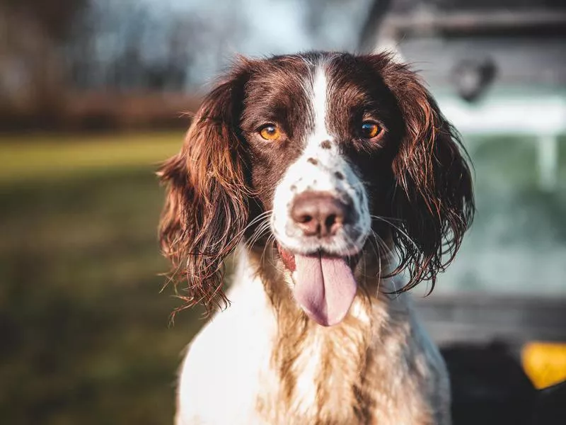 Goofiest Dog Breeds: English Springer Spaniel