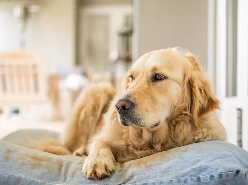 Golden retrievers shed a lot