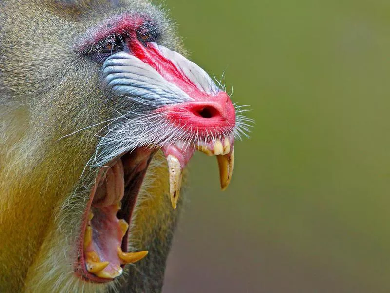 Mandrill