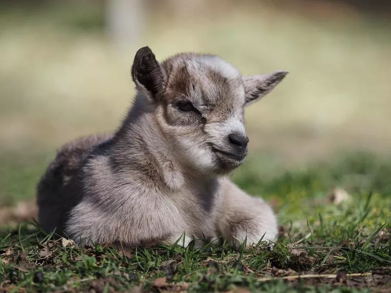 Pygmy Goats