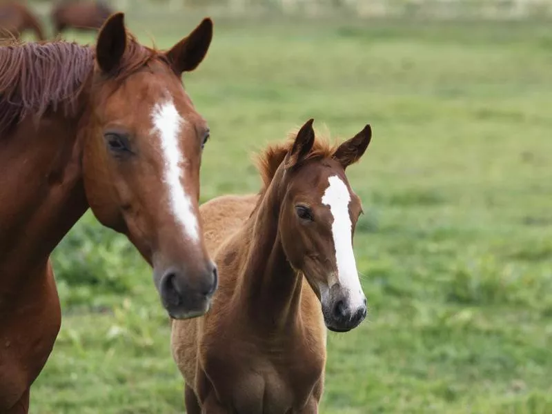 Mare and foal