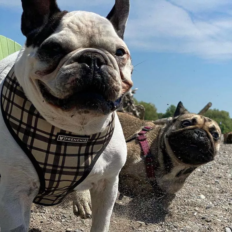 French bulldog photobomb